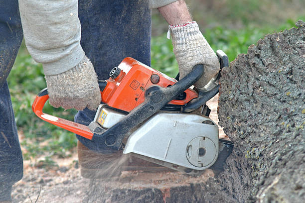 Reliable Slocom, AL Tree Removal Services Solutions