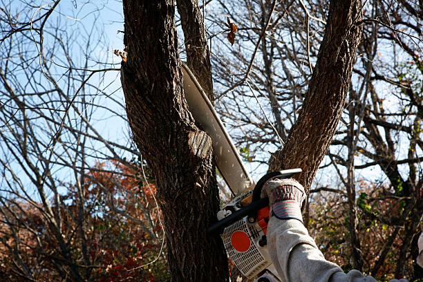 Best Tree Risk Assessment  in Slocom, AL